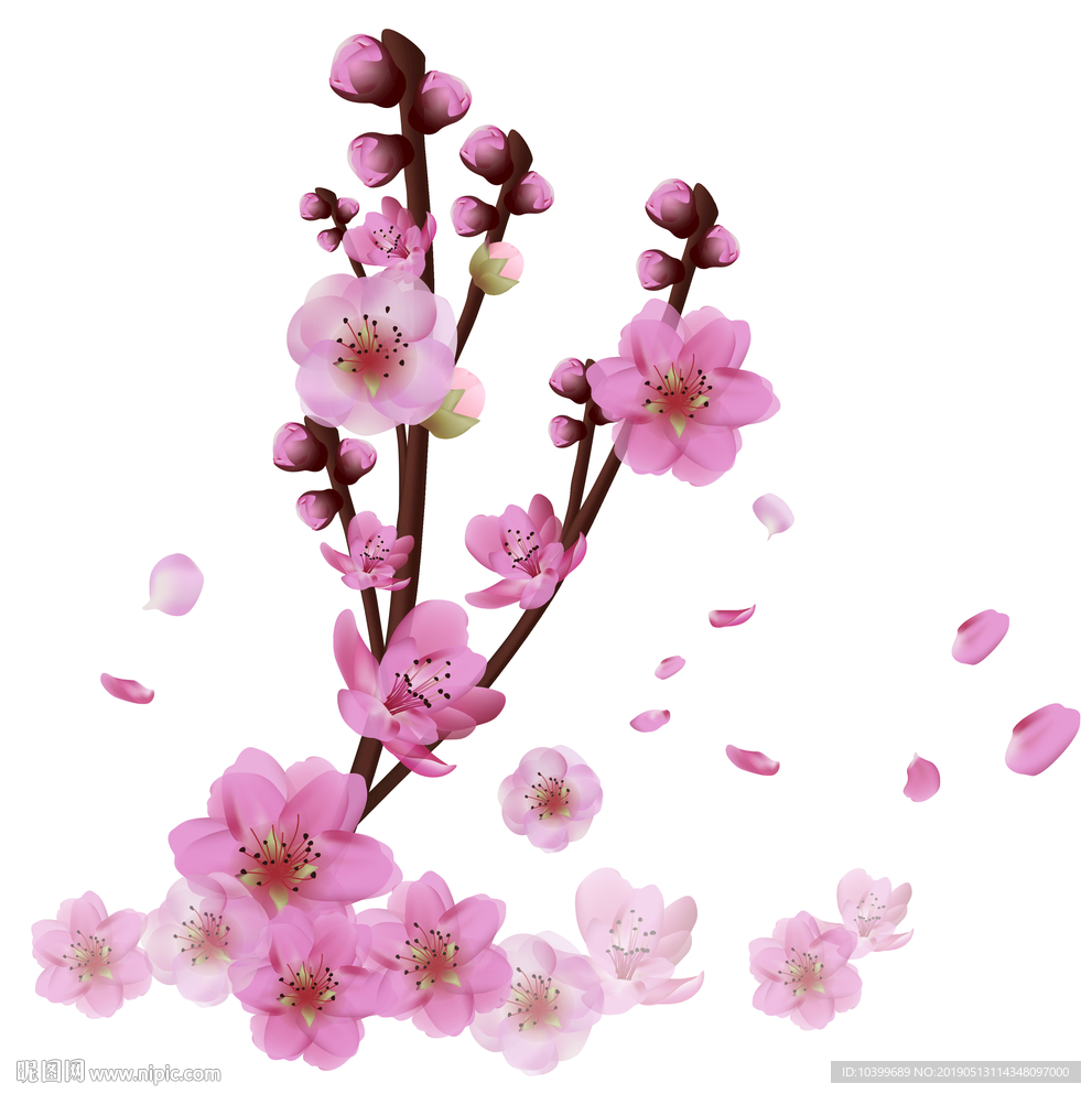 精美一支樱花桃花粉色花朵感恩温