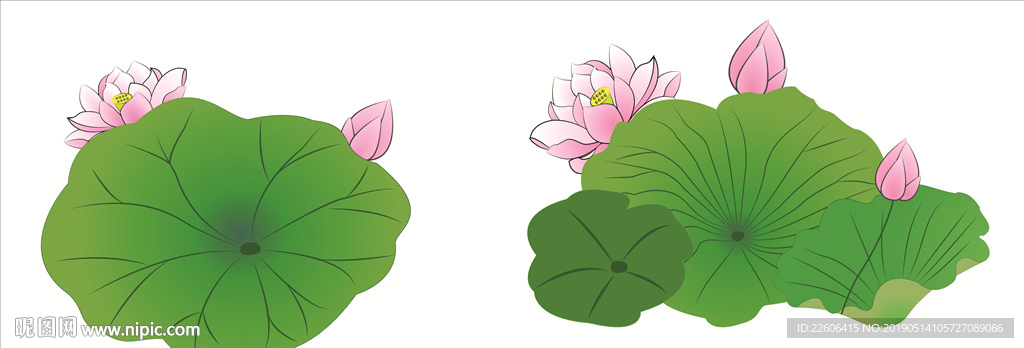 荷花