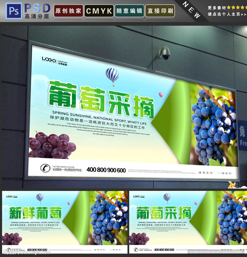 葡萄采摘