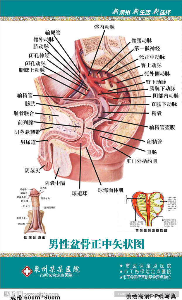 男性盆骨正中矢状图科室解剖图