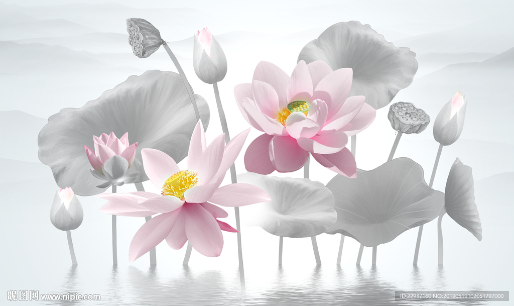荷花
