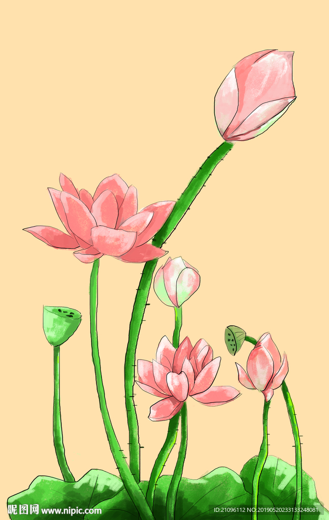 荷花