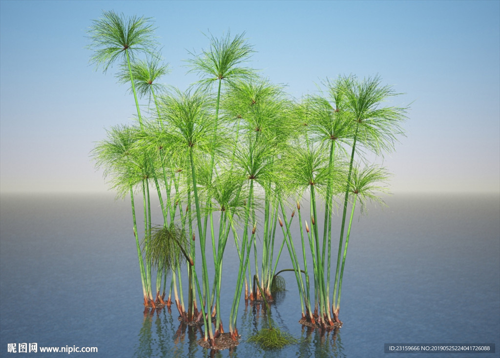 莎草水草3D模型