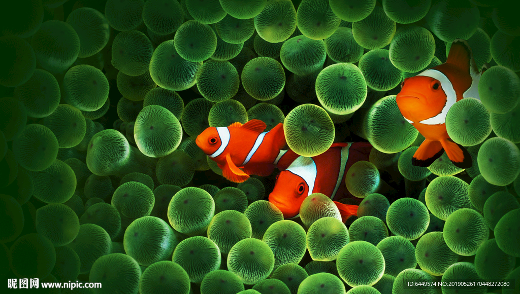 高清壁纸小丑鱼