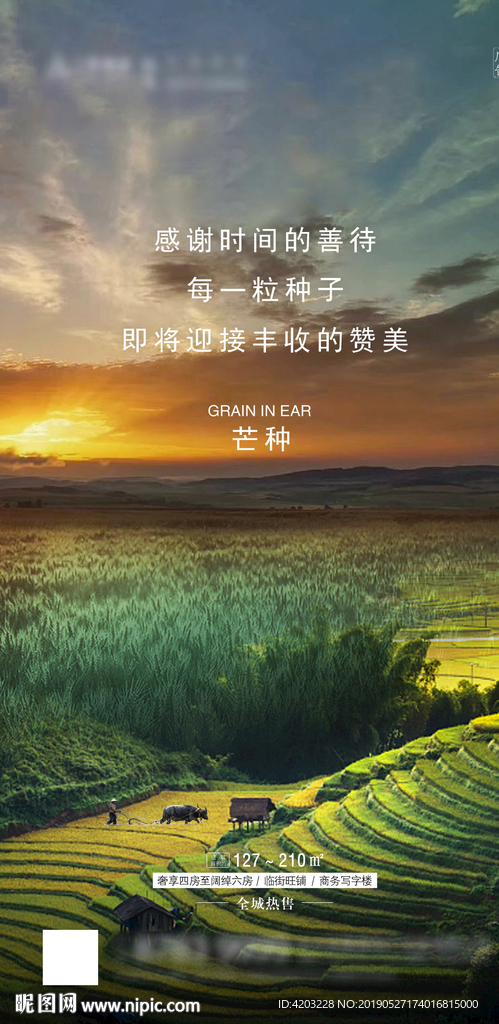 芒种