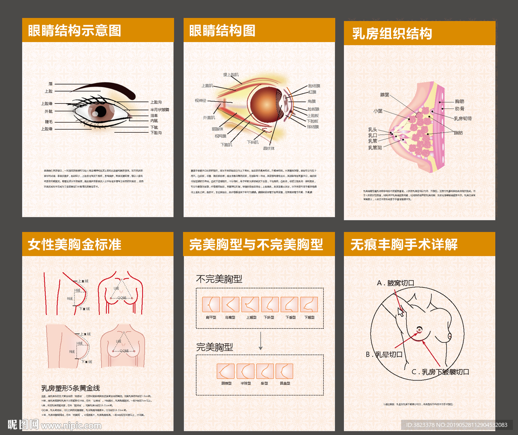 皮肤结构眼睛组织