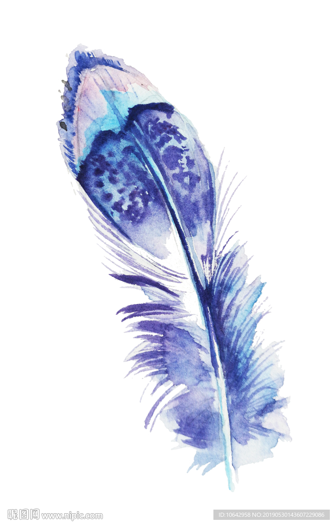 水彩羽毛插画素材
