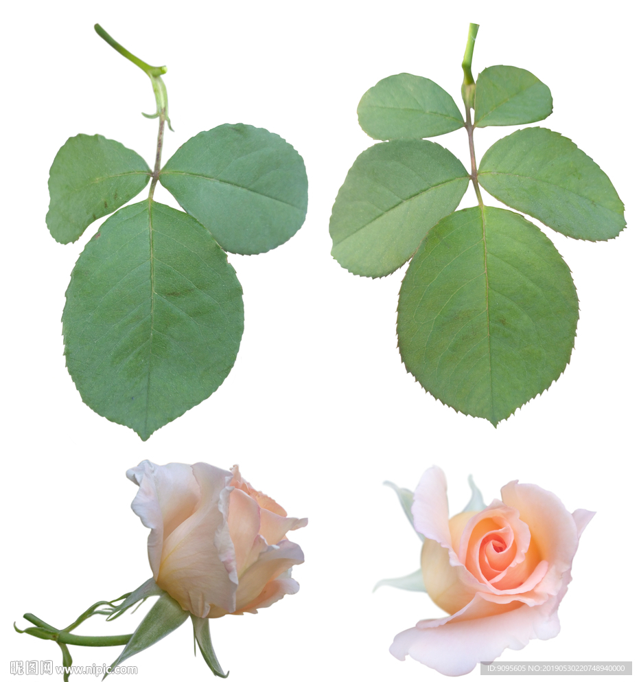 月季花和叶子素材