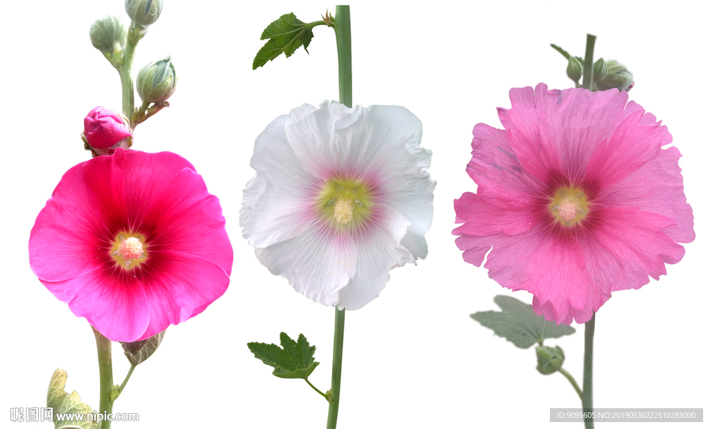 蜀葵花素材