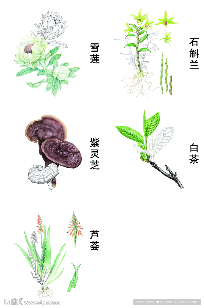 雪莲 芦荟 紫灵芝 石斛兰