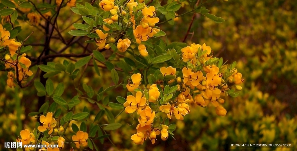 花-系列