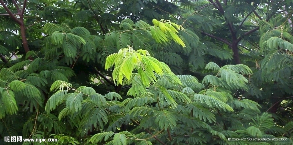 花-系列