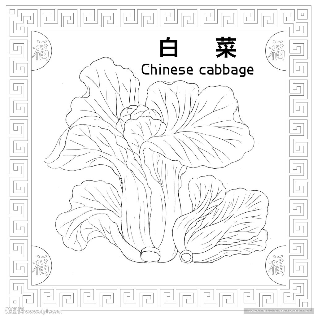 白菜线描