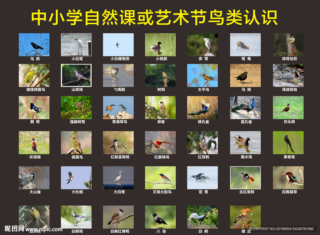 中小学自然课或艺术节鸟类认识
