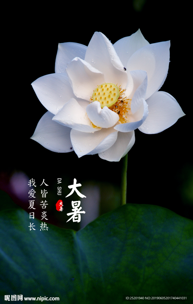 大暑节气