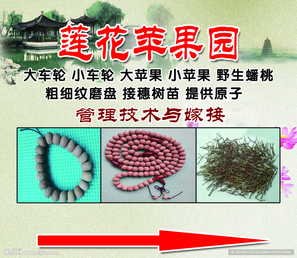 提子