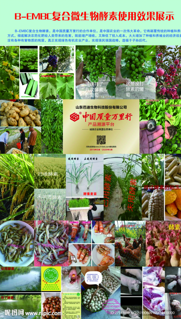 巴迪酵素