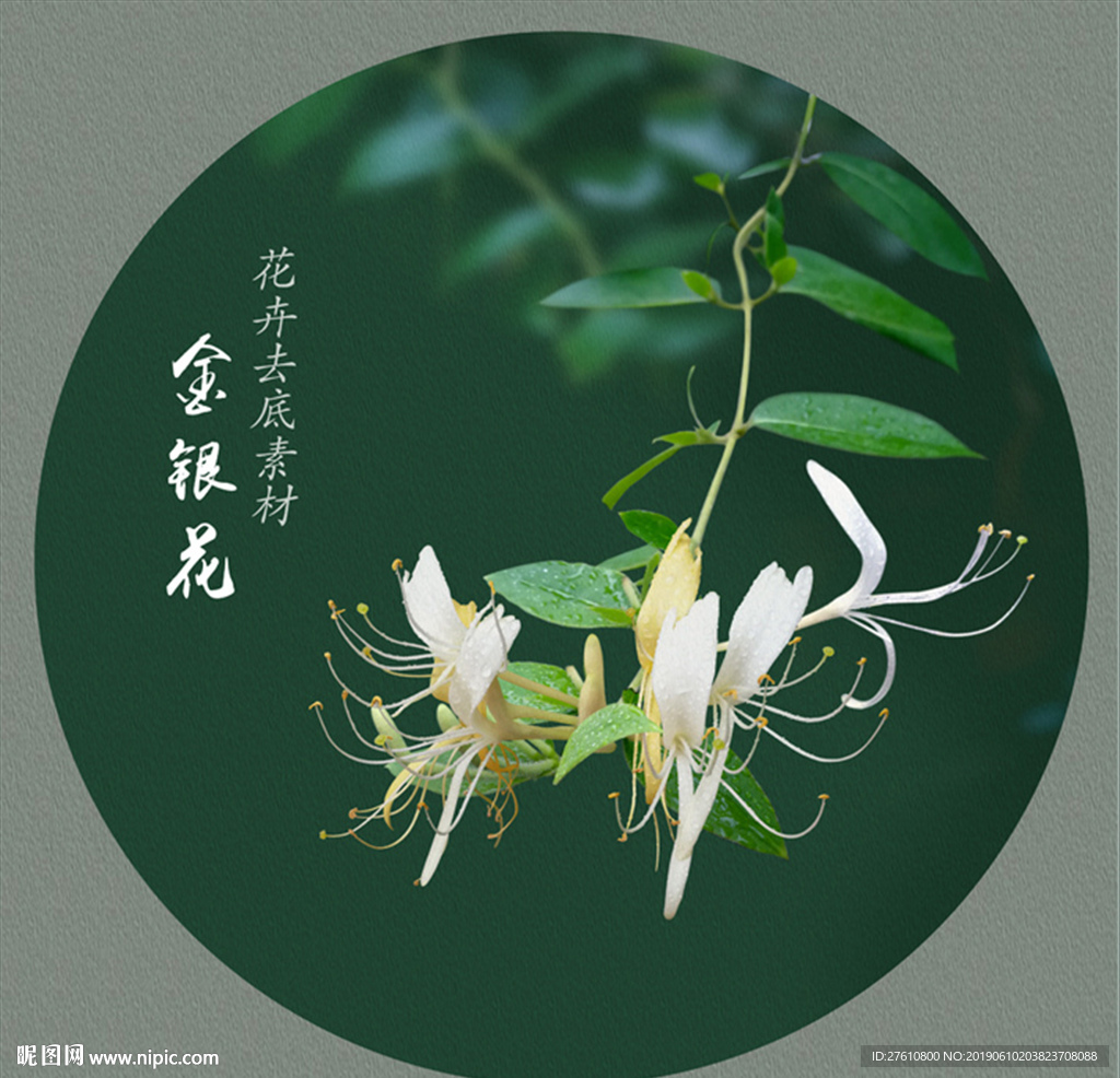 金银花