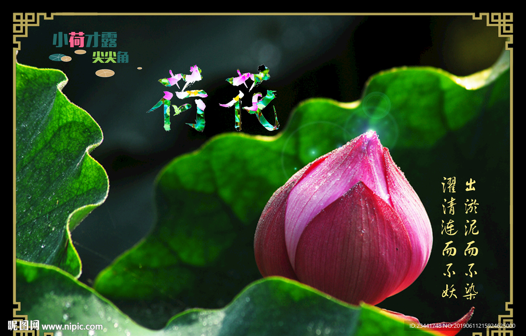 荷花