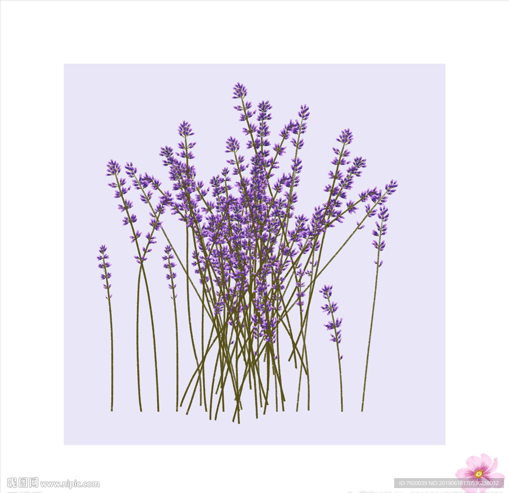 薰衣草画