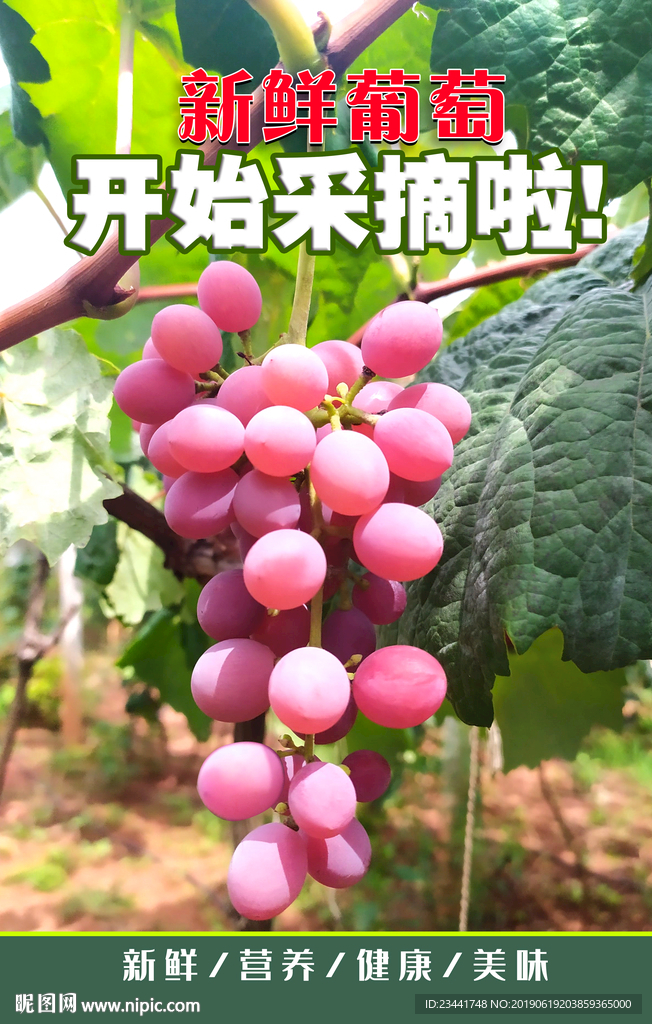 新鲜葡萄