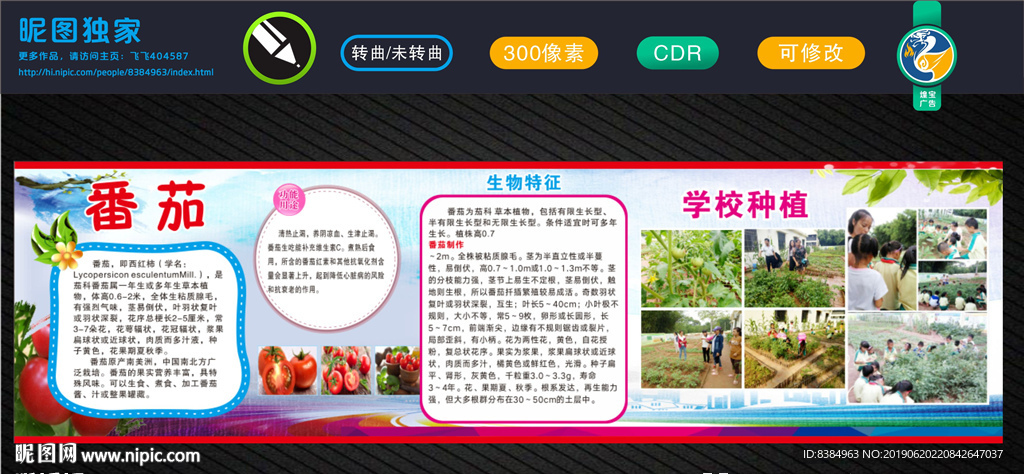 西红柿 番茄 新鲜西红柿 西红