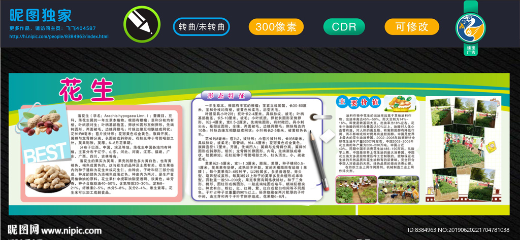 花生 花生种植 花生展架 花生