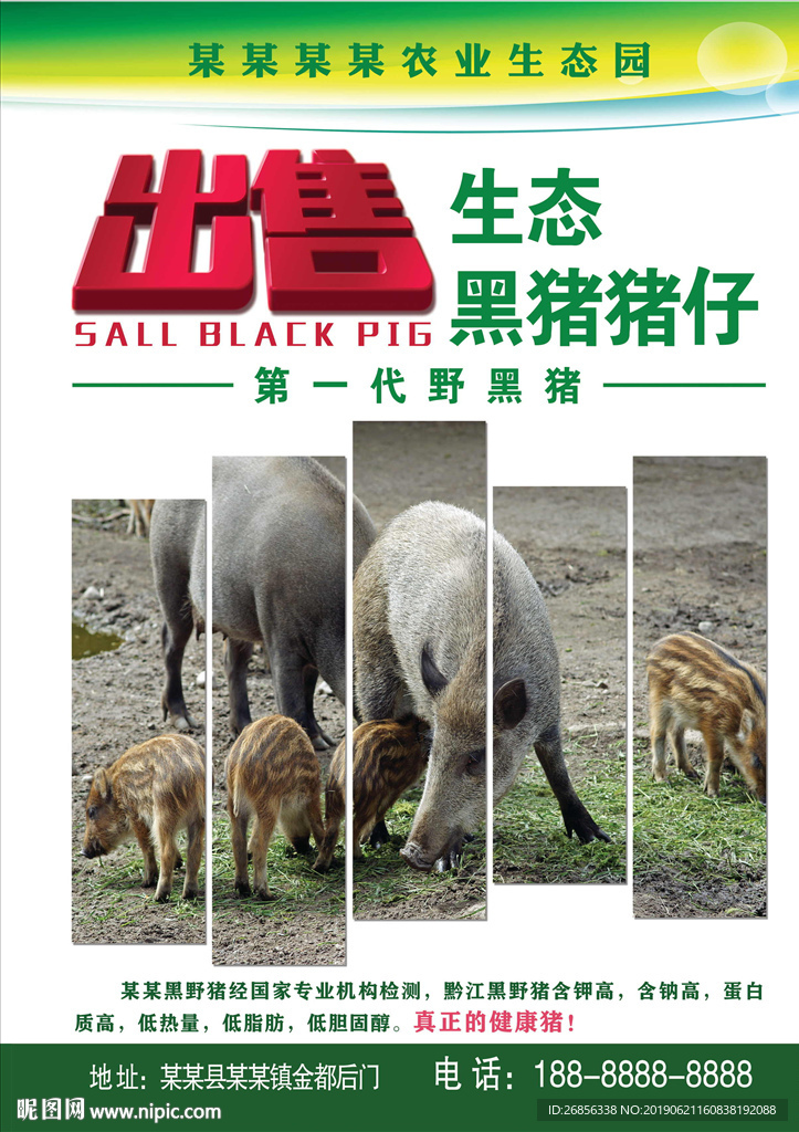 黑猪猪仔出售海报