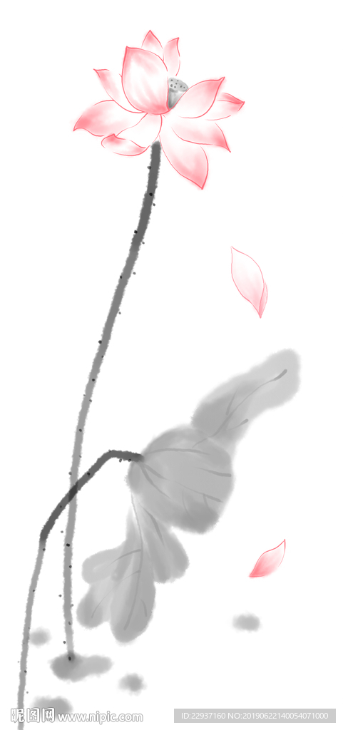 荷花