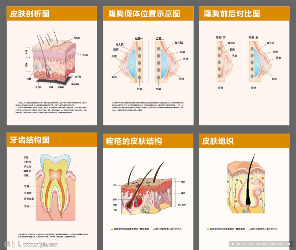 医院皮肤结构组织