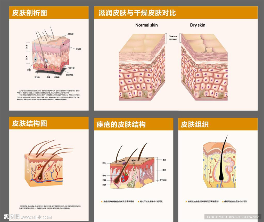 皮肤结构解剖图|平面|海报|shensuyi - 原创作品 - 站酷 (ZCOOL)