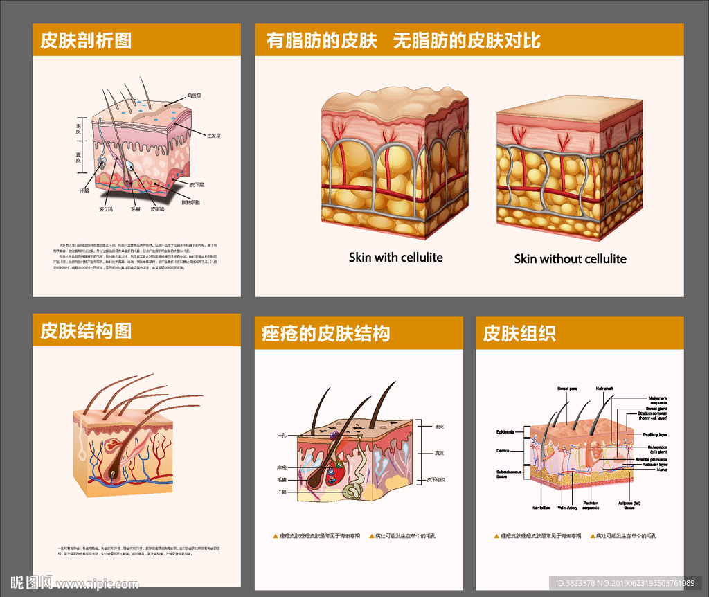医院皮肤结构组织