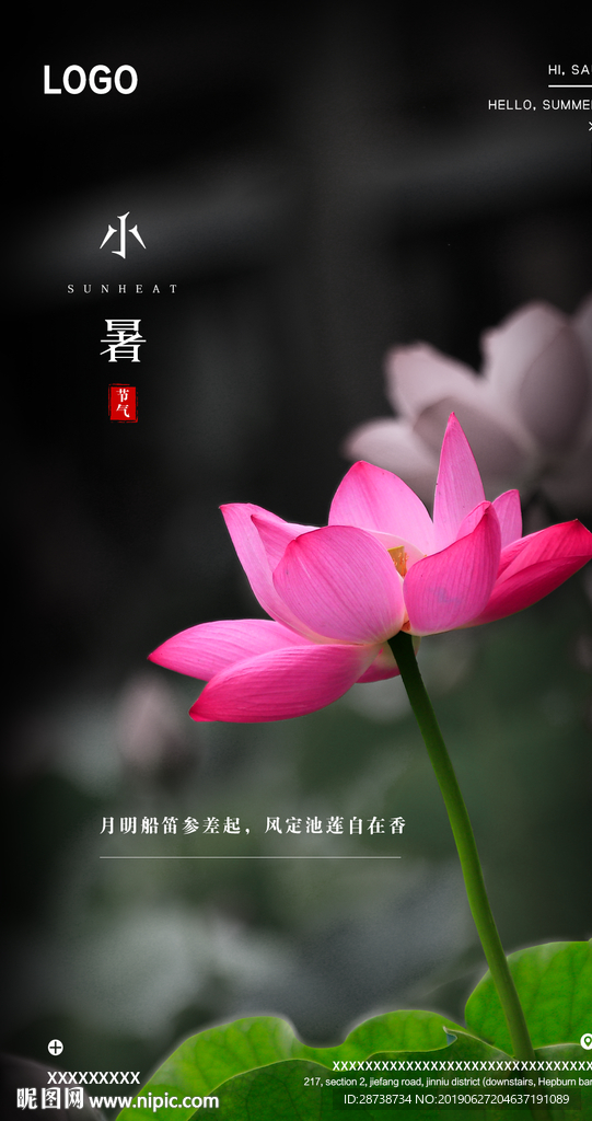 节气小暑荷花海报
