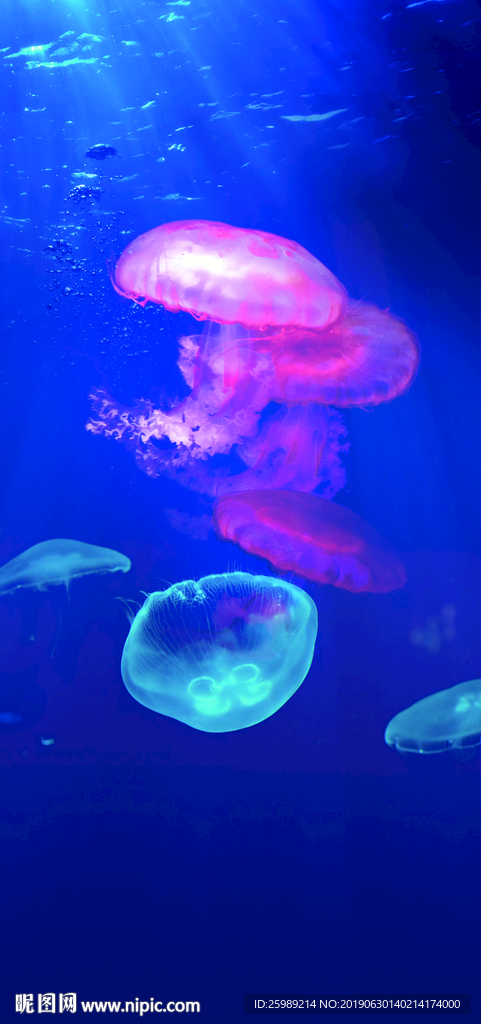 海洋生物