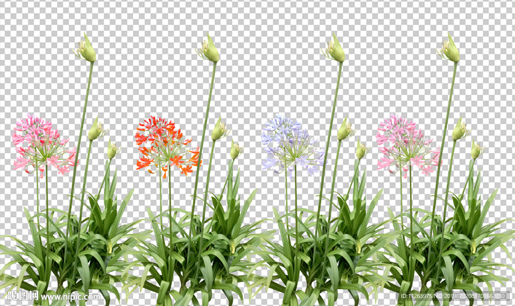 兰花 国兰 花朵 花儿 植物