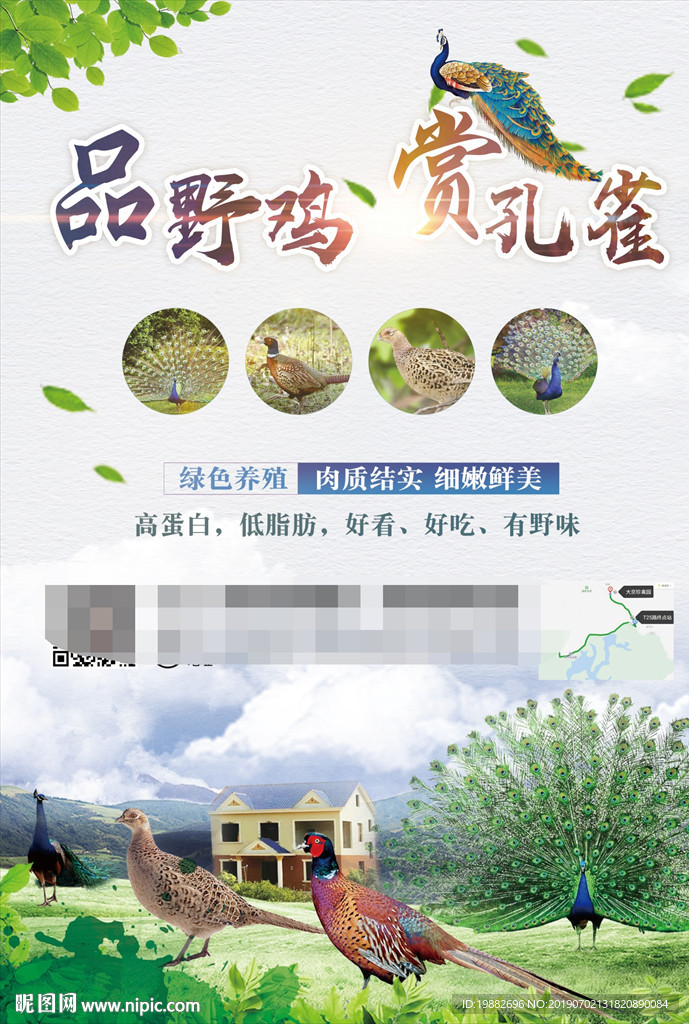 孔雀海报