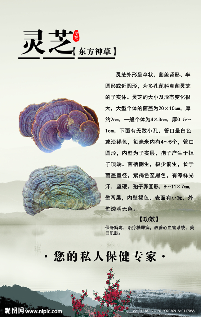 灵芝