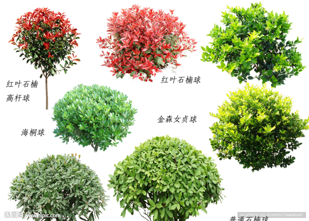 常用树球