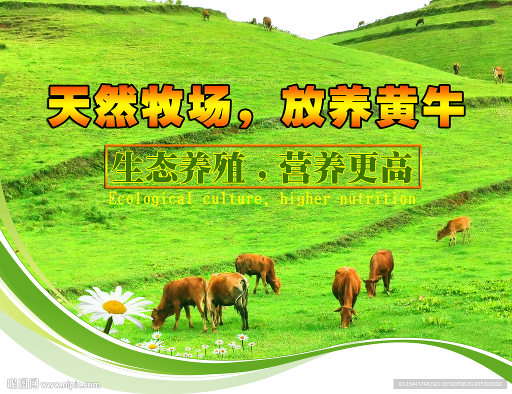 黄牛养殖海报