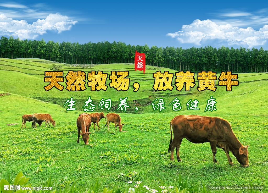 黑巴黄牛