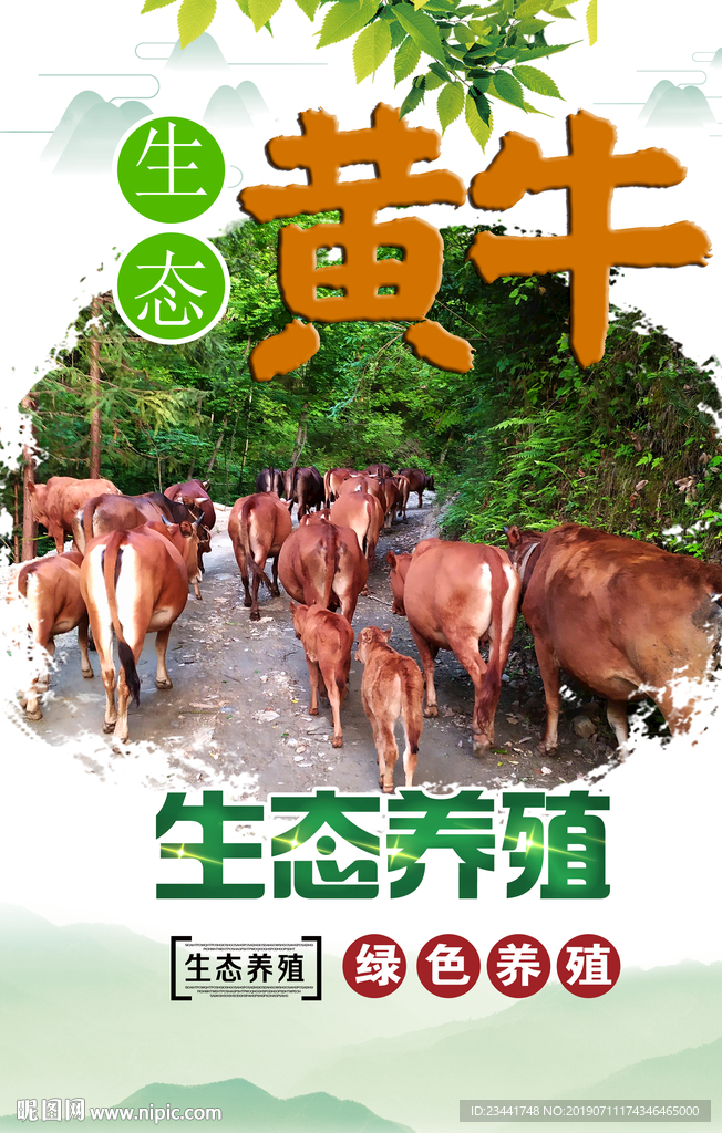 生态养殖黄牛