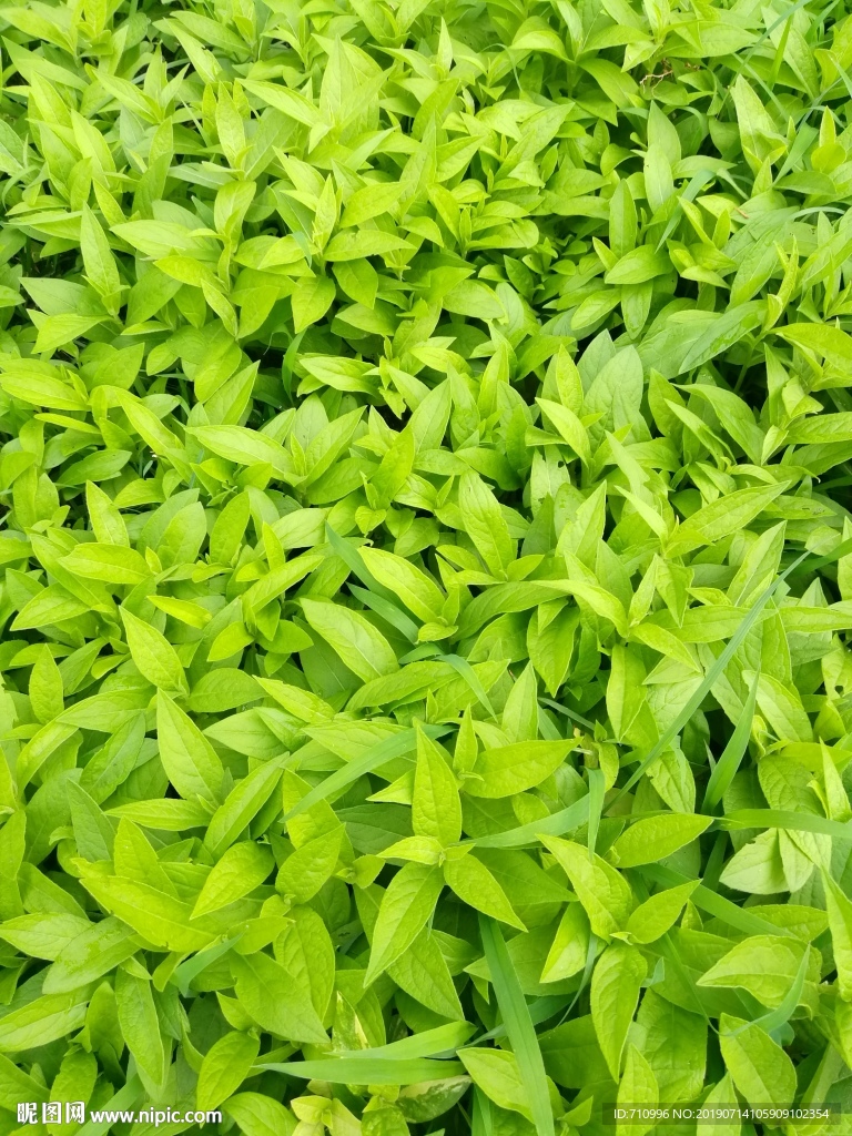 野草野菜绿色草地 绿草如茵