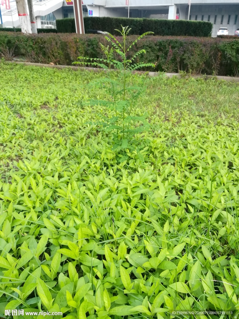 小草 绿色草地 绿草如茵 草叶