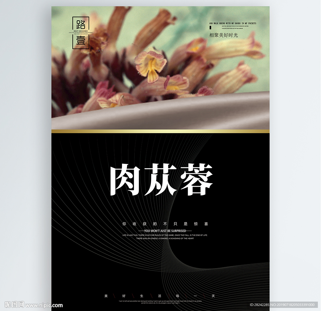 肉苁蓉