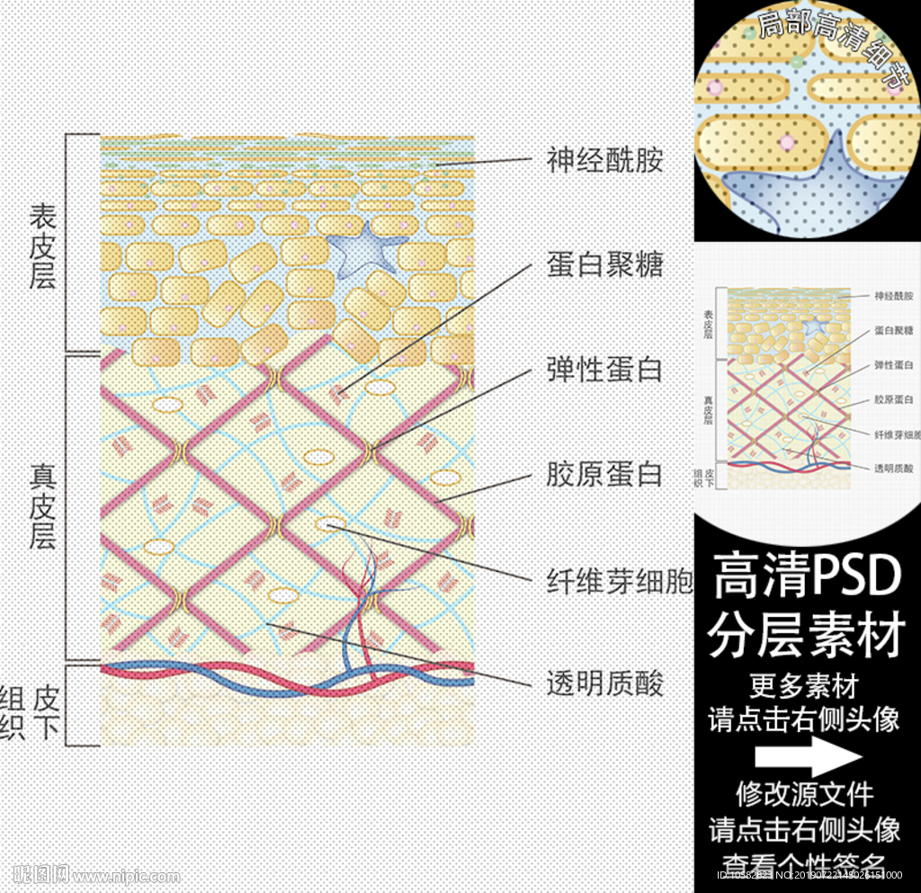 皮肤组织分层矢量高清