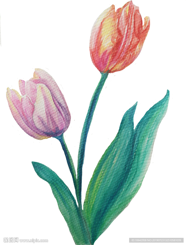 手绘郁金香