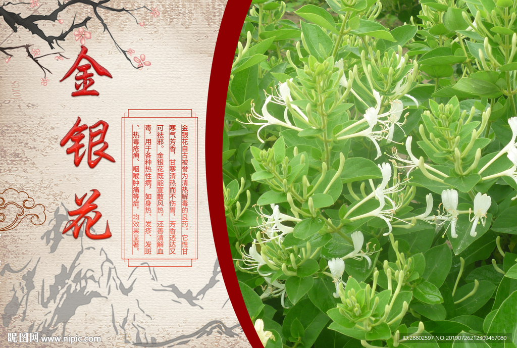 金银花