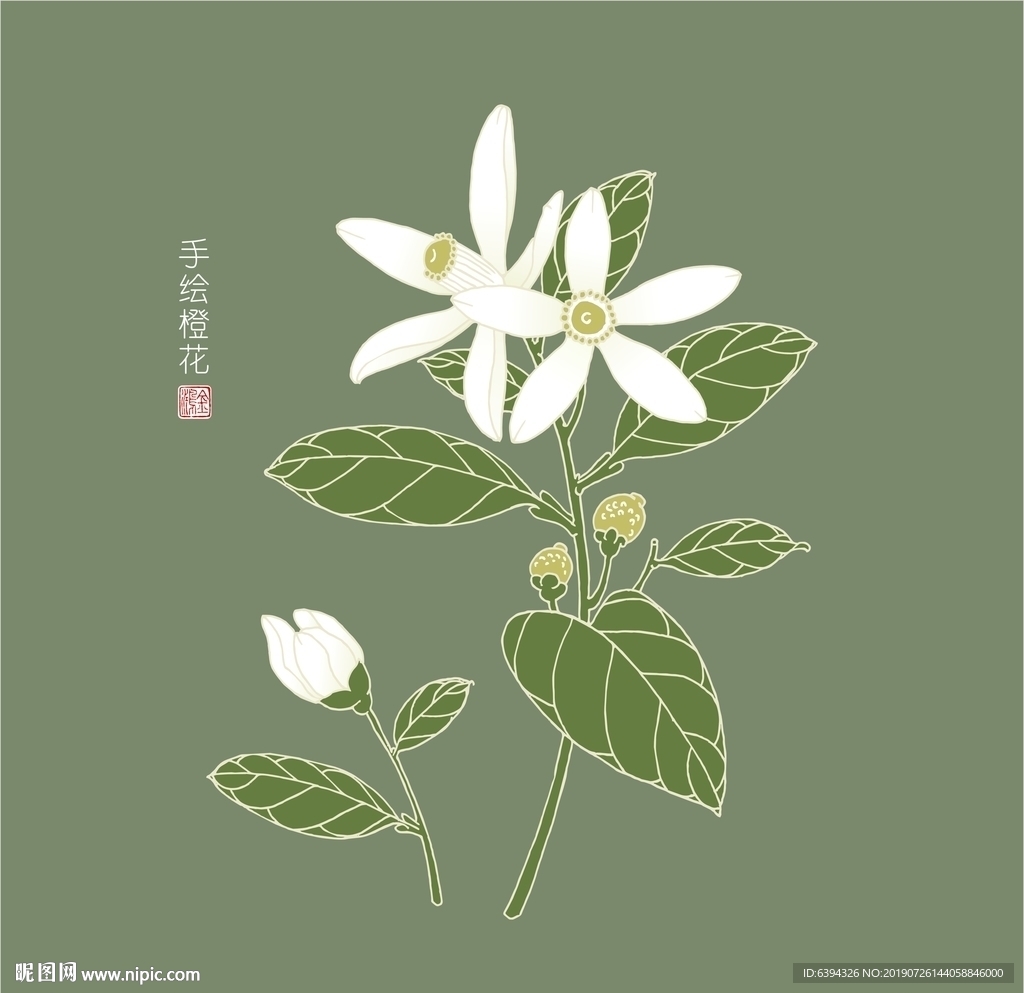 苦橙花简笔画图片