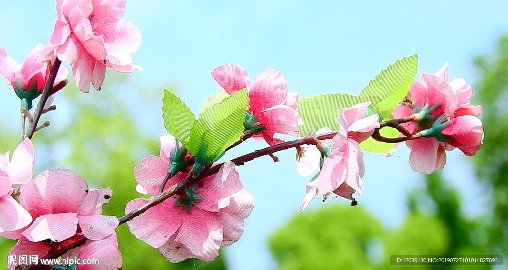 桃花实拍视频