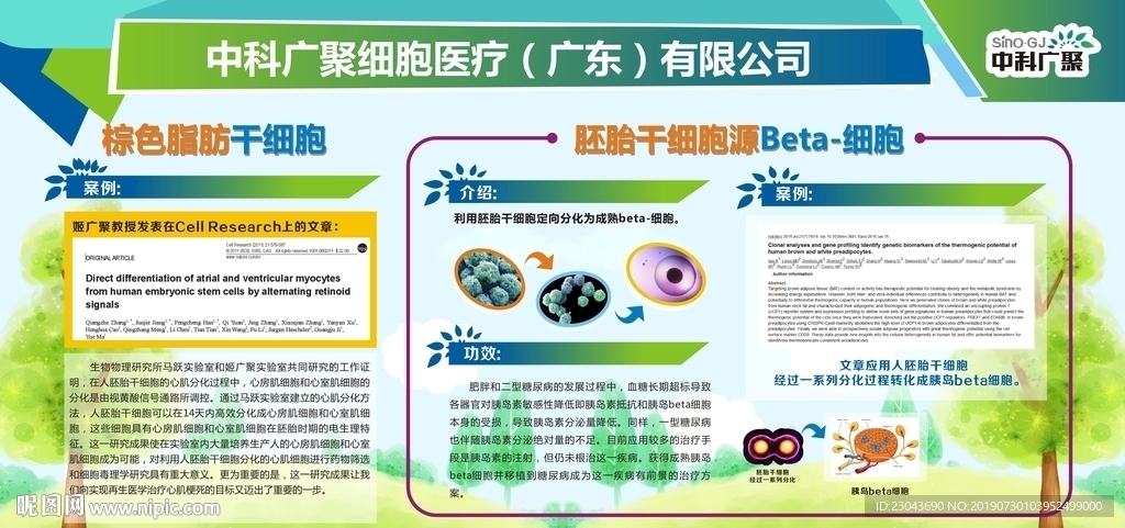 棕色脂肪细胞